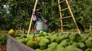 La Asociación de Productores del Alto Valle rechaza el incremento de energía eléctrica