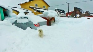 Caviahue: mirá el video de los perros entre los autos cubiertos de nieve
