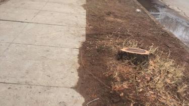 El concejal Francisco Baggio resaltó que "es una gran perdida ambiental". (Gentileza).-