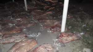 Río Colorado: decomisaron más de 700  kilos de carne con hueso