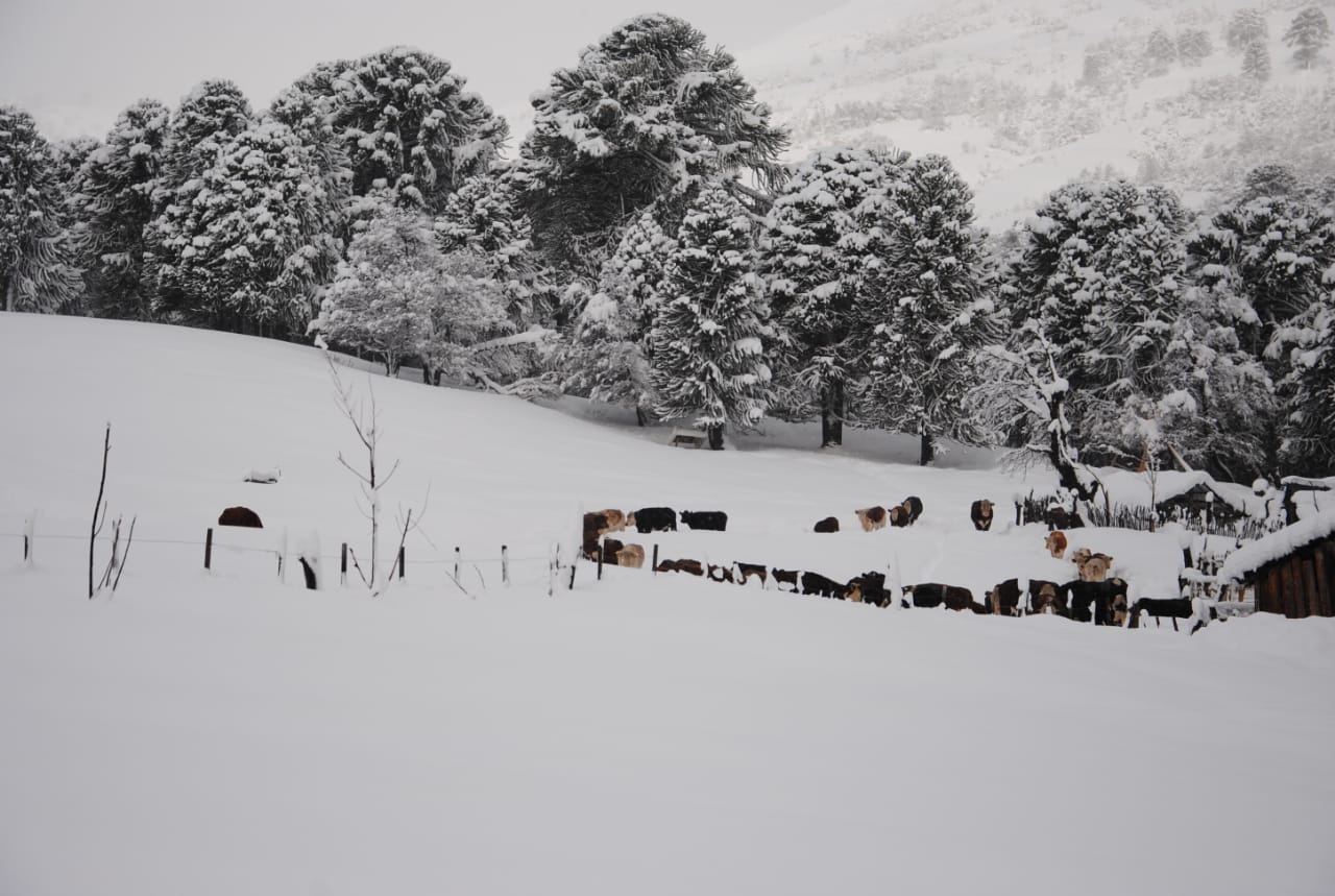 Los animales quedaron atrapados en medio de la nieve en la zona de Aluminé. (Foto: Gentileza Reflejo neuquino)