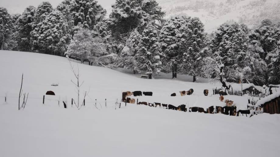 Los animales quedaron atrapados en medio de la nieve en la zona de Aluminé. (Foto: Gentileza Reflejo neuquino)