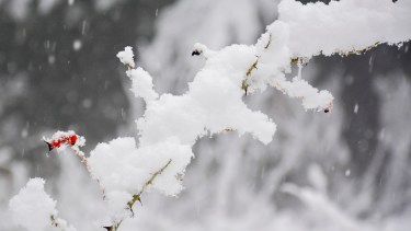 Video: no te pierdas esta hermosa nevada en San Martín de los Andes