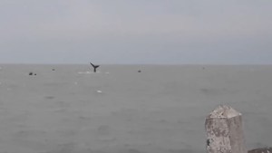 Las ballenas modificaron el paisaje en Bahía San Blas