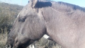 Carnearon el caballo de un pequeño criancero de Roca