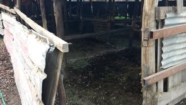 Buscan a dos caballos robados de una guardería de Roca