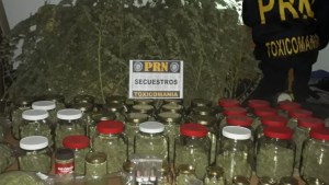 Roca: fueron por una puerta rota y hallaron 4 kilos de cogollos de marihuana