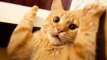 Pronóstico: ¡Helado! Así te van a dejar las mínimas de este lunes