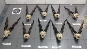 Detienen a un piloto con nueve cráneos de antílope de la India