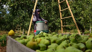 Los productores de la región, nuevamente en alerta por heladas