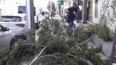 Buscan reducir los cortes eléctricos por la caída de árboles en Bariloche