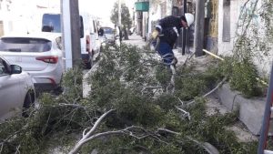Buscan reducir los cortes eléctricos por la caída de árboles en Bariloche