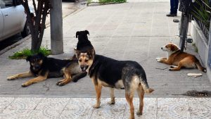 Crecen las denuncias por mordeduras de perros callejeros en Villa La Angostura