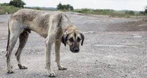 Diputados emite despacho favorable a proyecto para penalizar el maltrato y abandono de animales