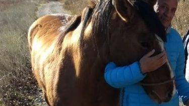 Apareció Carhué, uno de los caballos robados de una guardería de Roca