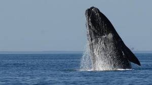 Quedó inaugurada la temporada de avistaje de ballenas en Puerto Pirámides