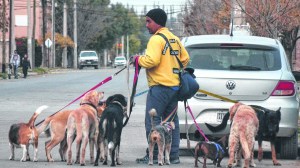 Neuquén abre el registro de paseadores de perros: requisitos y prohibiciones