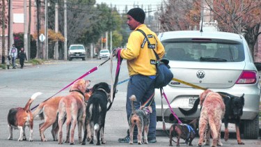 Neuquén abre el registro de paseadores de perros: requisitos y prohibiciones
