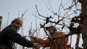 Enseñan a podar parras, frutales y rosales en pocas horas