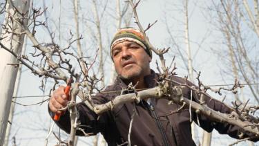 La poda de los frutales requiere sapiencia y práctica. Foto César Izza