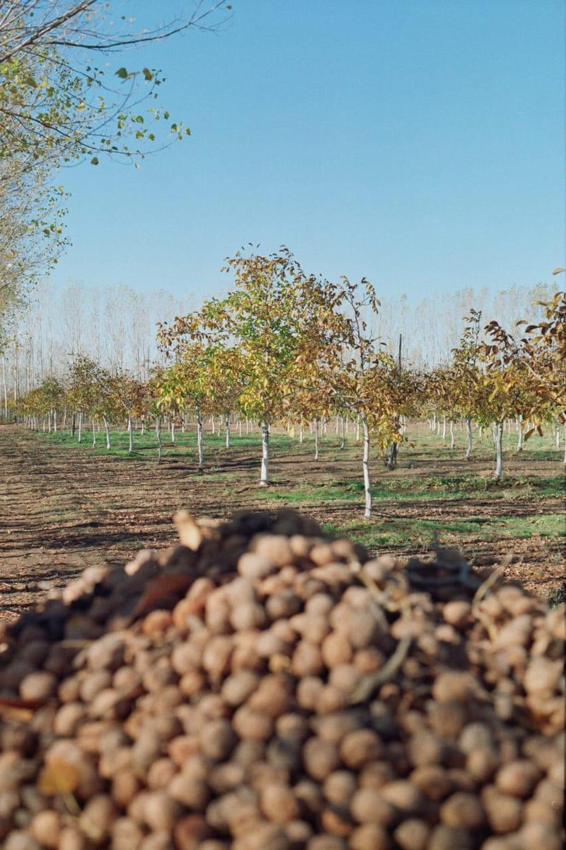 La producción de nueces de Picún Leufú tiene una década. Foto ministerio de Producción de Neuquén