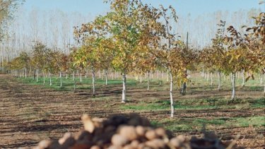 La producción de nueces de Picún Leufú tiene una década. Foto ministerio de Producción de Neuquén