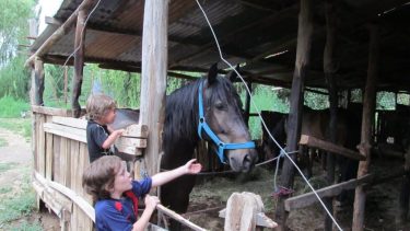 Robo de caballos en Roca: ahora piden rescate y crece la bronca