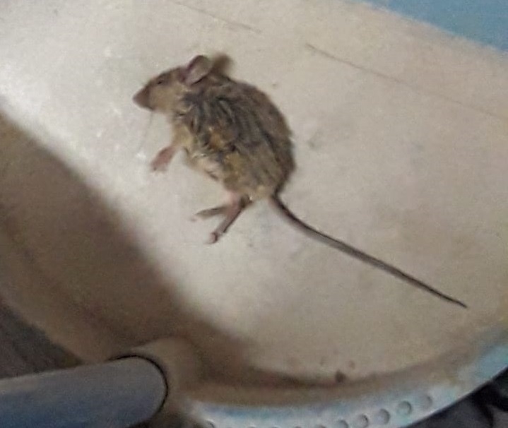 Uno de los roedores que ayer fueron encontrados en el pasillo de la ESRN 44 de Bariloche. (Gentileza)