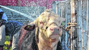 Pelo de muñecas, gelatina y cosméticos: todo lo que da la vaca y no lo imaginabas