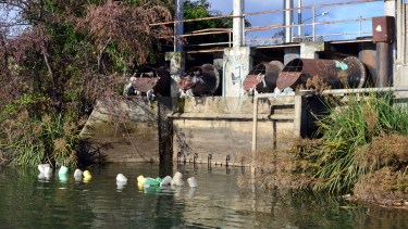 La Municipalidad de Viedma no instaló las rejas para evitar que la basura llegue al río. Foto: Marcelo Ochoa