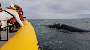 El avistaje de ballenas en el Golfo San Matías es un éxito