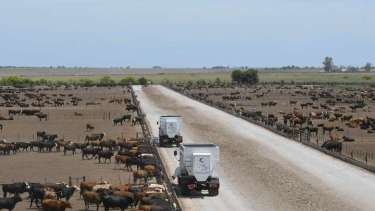 La delegación visitará distintos feedlots.
