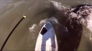 La aventura de Diego: dos horas remando entre  ballenas en Monte Hermoso