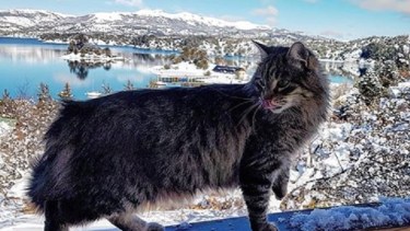 Pepe desde Pehuenia, quiere destronar al gato de Quila Quina