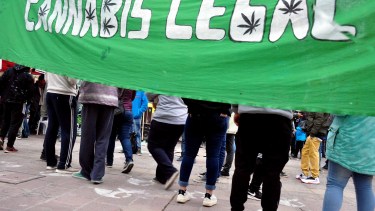 Los cannabicultores pretenden que se despenalice el cultivo. Foto Yamil Regules