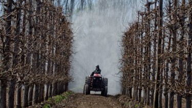 La fruticultura es una de las principales actividades económicas de 
la región. (Foto Archivo: Juan Thomes)
