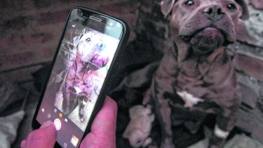 Uno de los campos obligatorios de la APP es acompañar con fotos y/o videos la denuncia. Foto Oscar Livera.