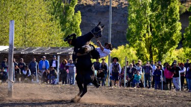 El uso de los caballos en jineteadas está bajo la lupa. Foto: Alfredo Leiva