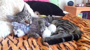 Pronóstico: cómo estará el tiempo este jueves