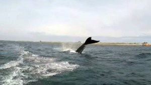 «¡No lo puedo creer!»: el video del kitesurfista que se cruzó con una ballena en San Antonio