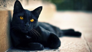 Halloween: qué suerte corren los gatos negros por estos días