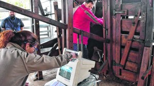 La Expo ganadera de Choele muestra tecnología para lograr más calidad