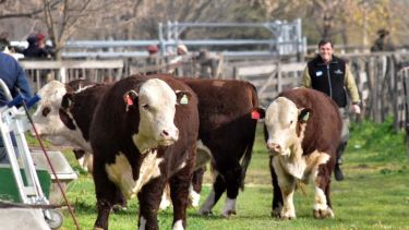 Las expo funcionan como vidrieras del trabajo que se realiza en la provincia. Foto: archivo.-