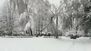 El sábado 20 se informó que la caída de un árbol afectó un cable de alta tensión. Gentileza Diario Andino.-