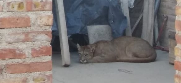 El puma fue encontrado ayer en el patio de una casa. (Gentileza).-