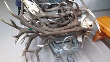 Elementos allanados en el domicilio del cazador. (Gentileza).-