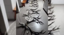 Imagen de Encuentran seis cabezas de ciervo en una encomienda