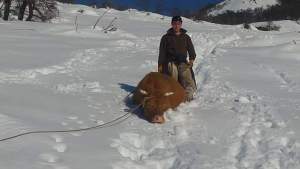 Aluminé: la emocionante historia detrás de un épico rescate de 300 animales atrapados en la nieve
