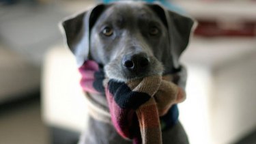 Pronóstico: El miércoles llega soleado, pero con frío helado