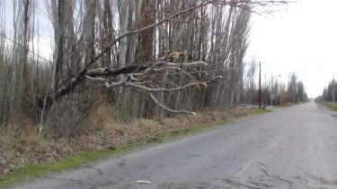 La caída de árboles afectó el suministro de energía en la zona rural. Foto: Gentileza.